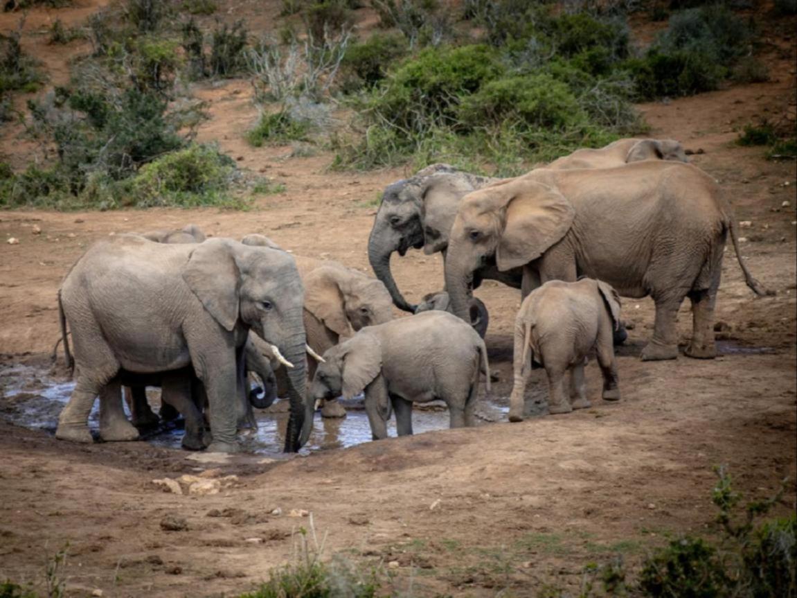 Longhill Reserve Addo Esterno foto
