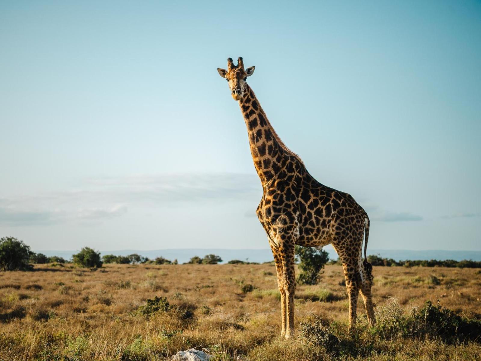 Longhill Reserve Addo Esterno foto