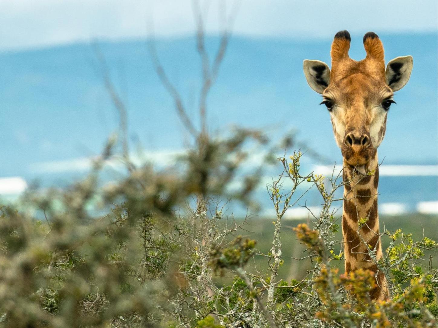 Longhill Reserve Addo Esterno foto