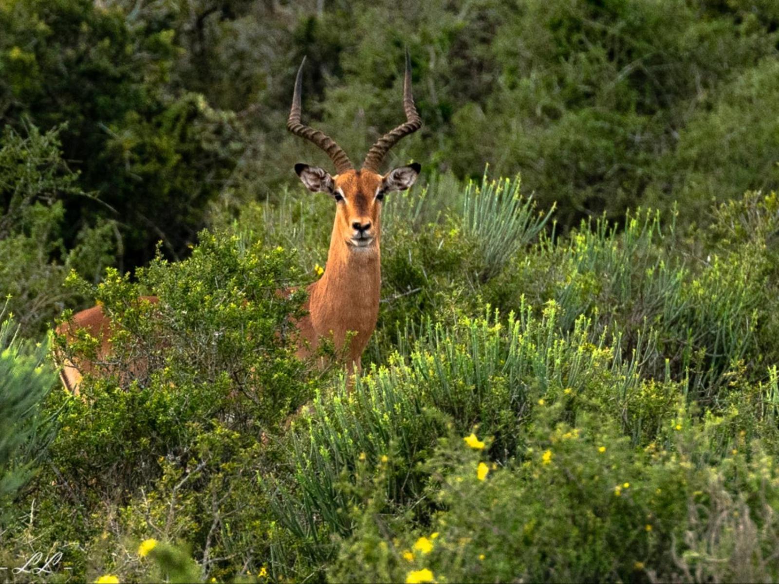 Longhill Reserve Addo Esterno foto